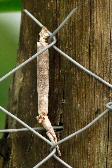 Bagworm