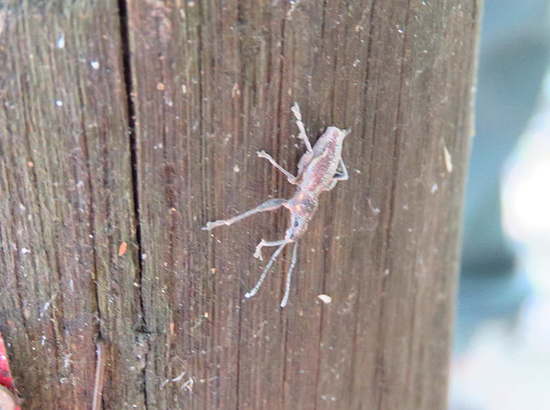 South American Fruit Tree Weevil