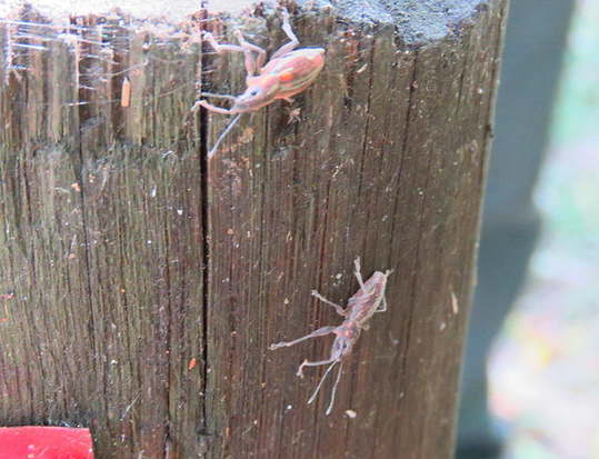 South American Fruit Tree Weevil