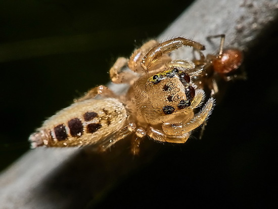 Araña saltadora