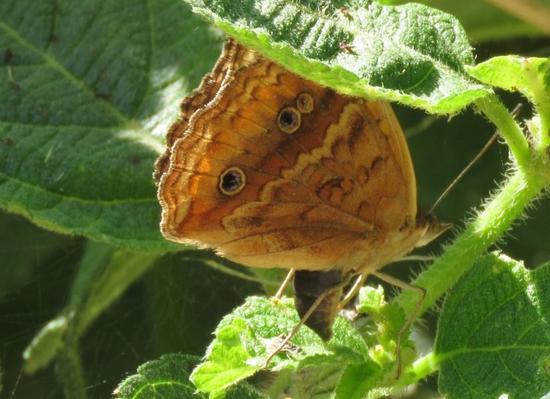 Southern buckeye