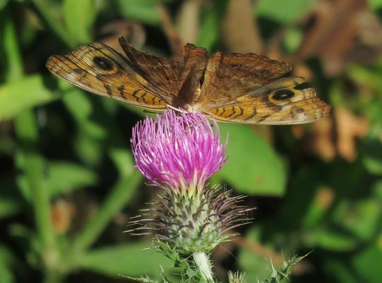 Southern buckeye