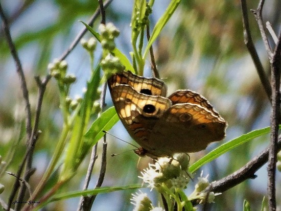 Southern buckeye