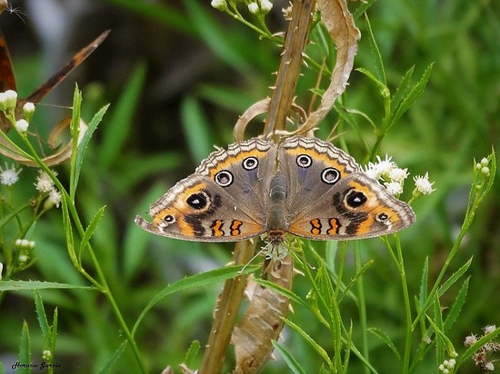 Southern buckeye