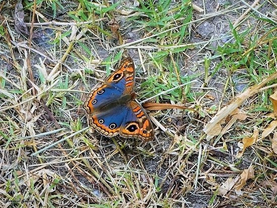Southern buckeye