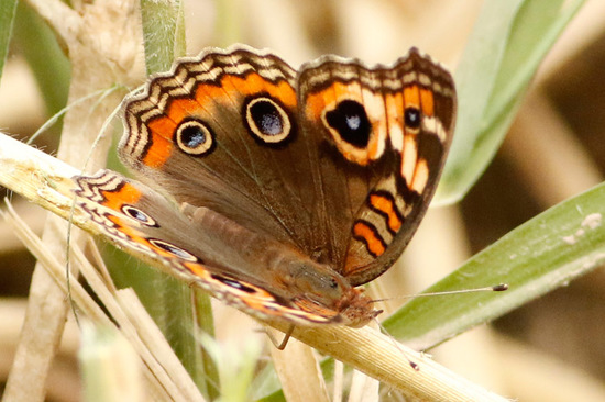Southern buckeye