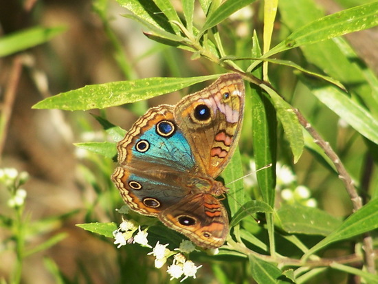 Southern buckeye