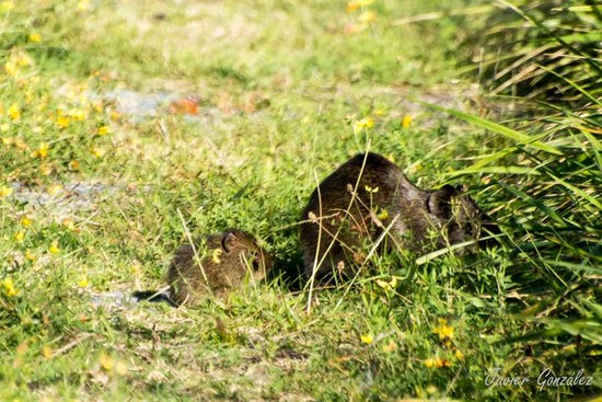Pampas cavy