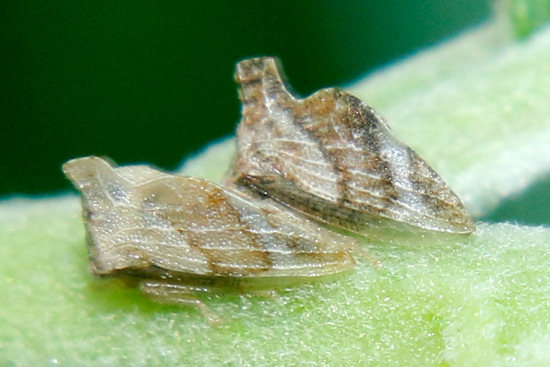 Treehopper