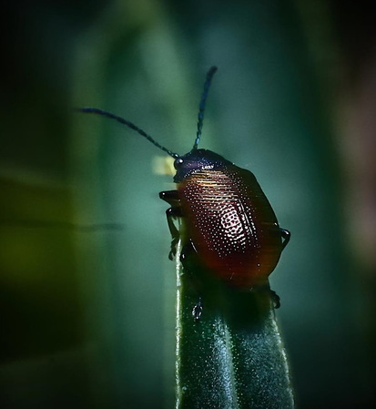 Escarabajo hoja