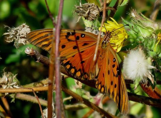 Gulf fritillary