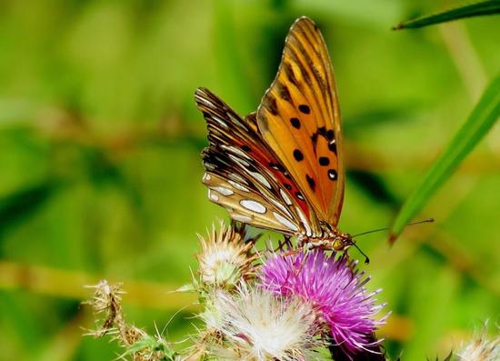 Gulf fritillary