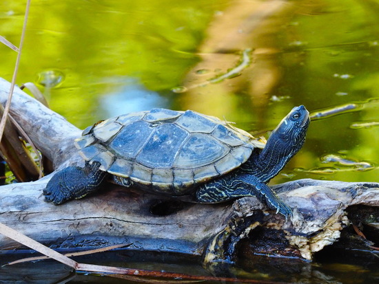 Map turtle