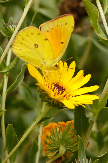 Lesbia sulphur