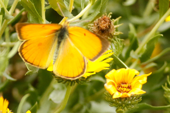 Lesbia sulphur