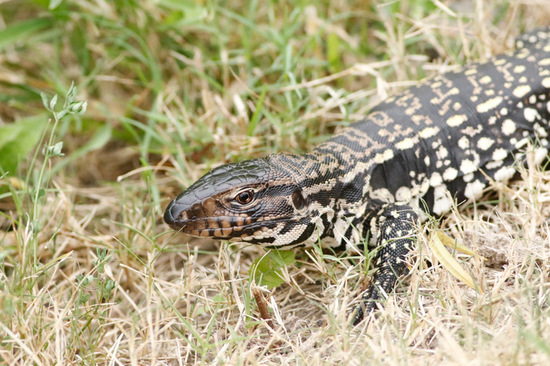 Black-and-white tegu lizard