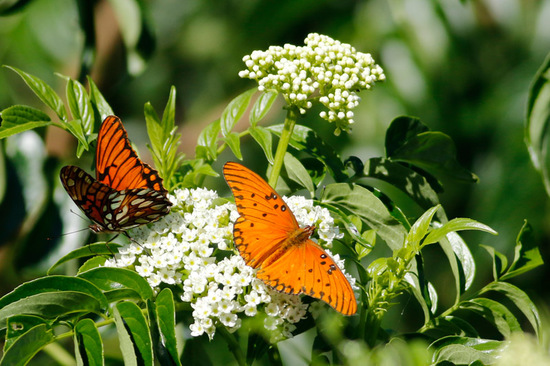 Gulf fritillary