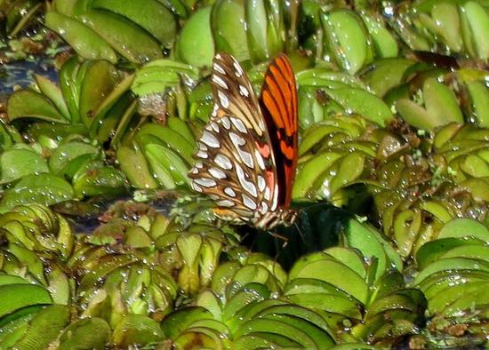 Mexican silverspot