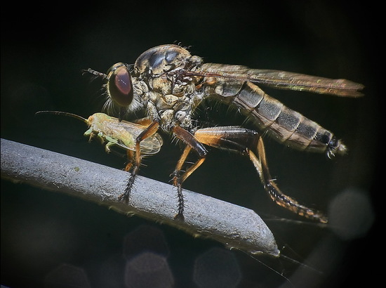 Robber fly