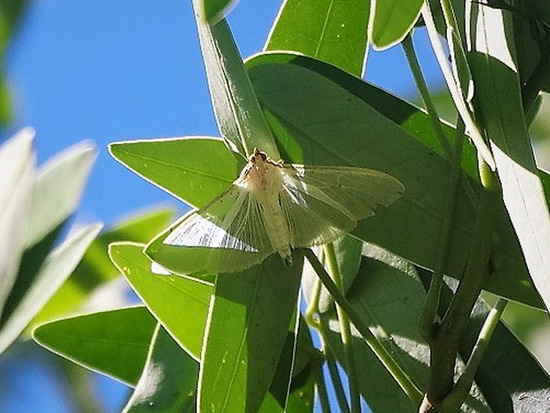 Four-spotted palpita
