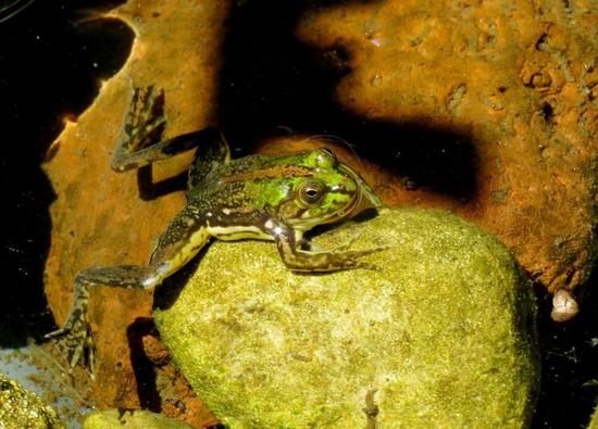 Lesser swimming frog