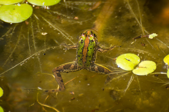 Lesser swimming frog