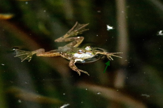 Lesser swimming frog