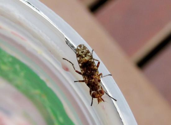 Mosca de pantano