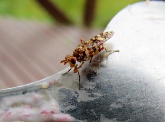 Mosca de pantano