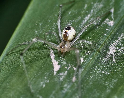 Araña de tela desordenada