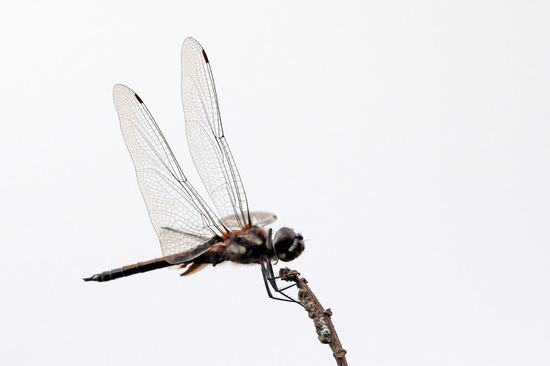 Libélula 