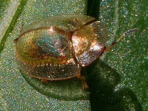 Escarabajo tortuga de oro/Charidotella sexpunctata