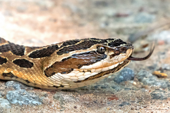 Urutu pit viper