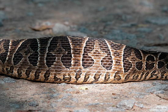 Urutu pit viper