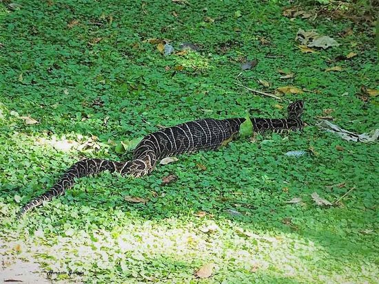 Urutu pit viper