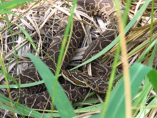 Urutu pit viper