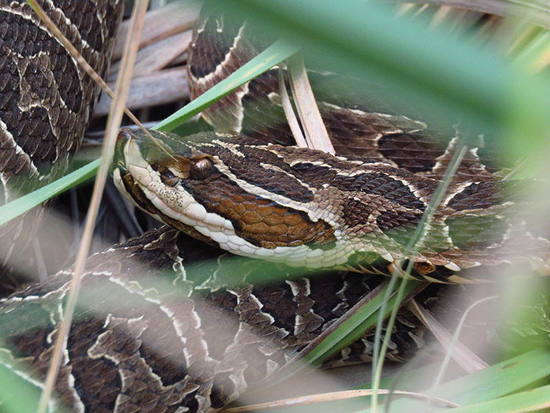Urutu pit viper