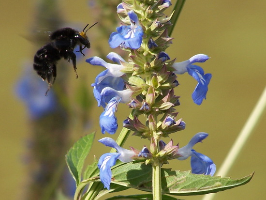Bumblebee