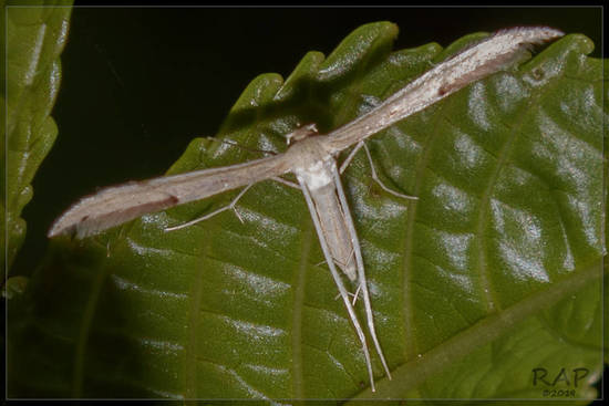 Plume moth