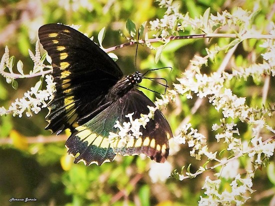 Polydamas swallowtail