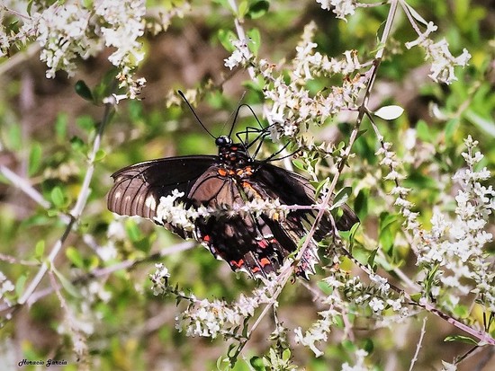 Polydamas swallowtail