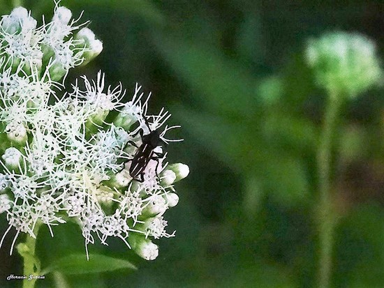 Primitive weevils