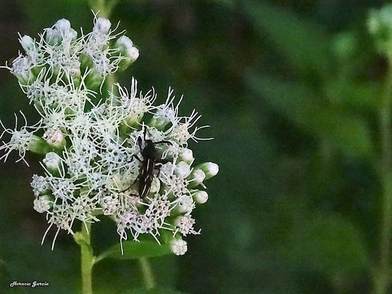 Primitive weevils