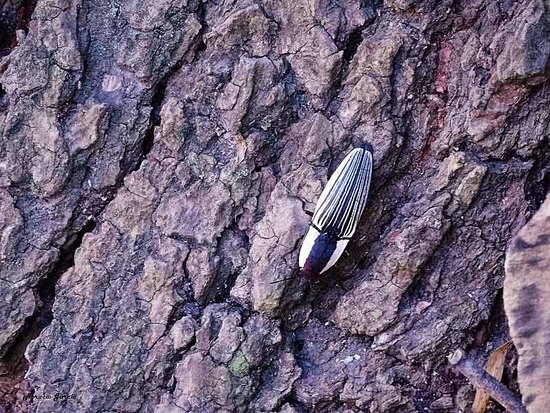 Click beetle