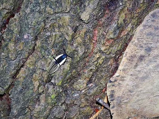 Click beetle