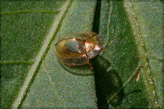Golden tortoise beetle