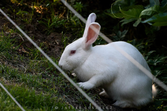 European rabbit