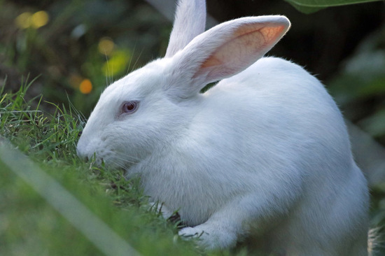 European rabbit
