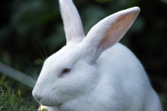 European rabbit