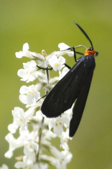 Tiger moth
